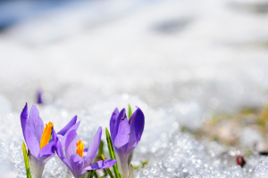 Floral Spring Quote Instagram Post