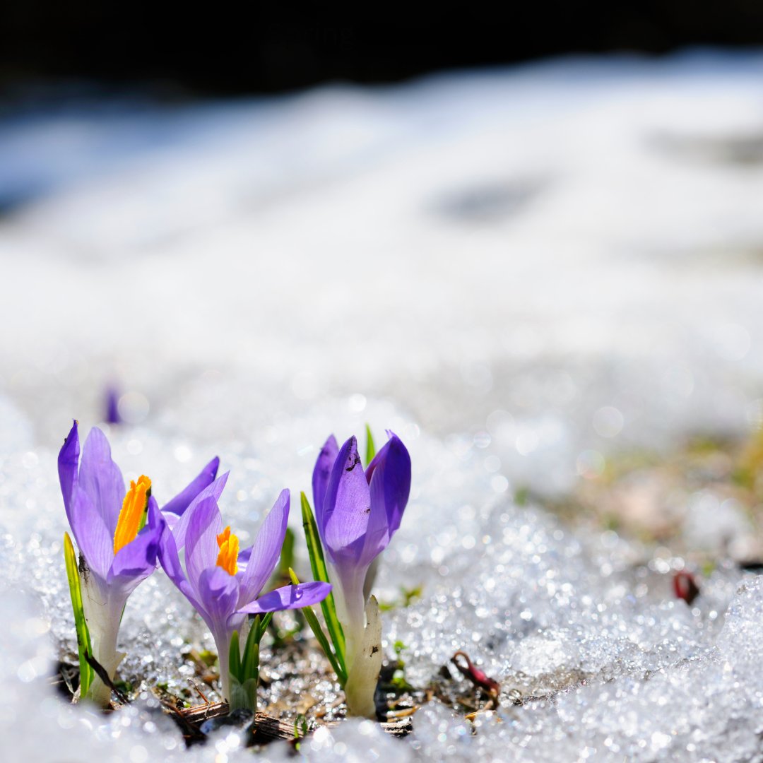 Preparing for Spring: How Psalm 25:5 Guides Our Faith and Learning